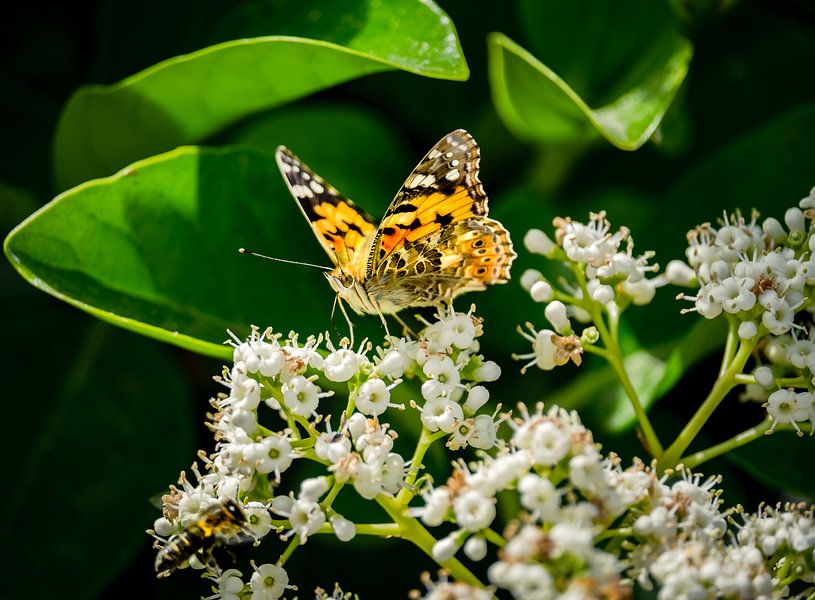 Vlinder von Jellie van Althuis