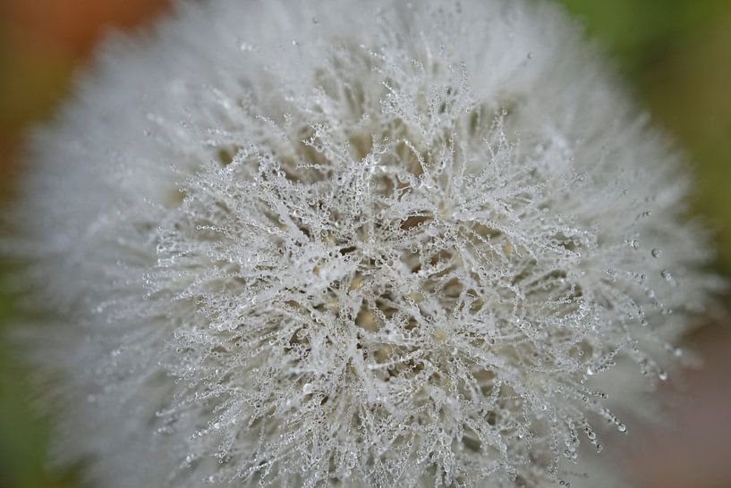 Dandelion With Morning Dew Macro 1209 by Iris Holzer Richardson