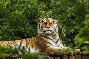 Stolzer Tiger