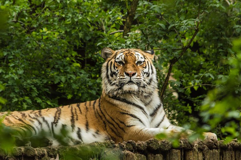 Stolzer Tiger von Patrick Verhoef
