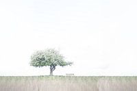 Lonely tree