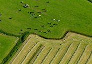 Weilanden met koeien, slootjes en vers en gemaaid gras geven een grafisch beeld van Sky Pictures Fotografie thumbnail