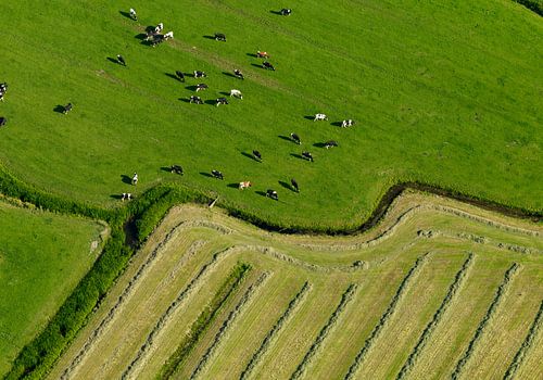 Weilanden met koeien, slootjes en vers en gemaaid gras geven een grafisch beeld