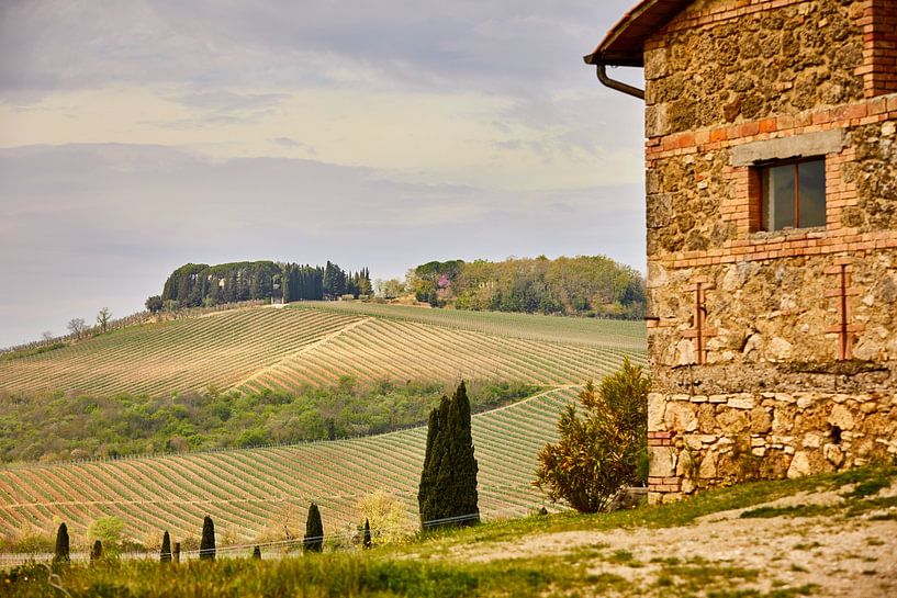 Die Weinberge von Graham Forrester
