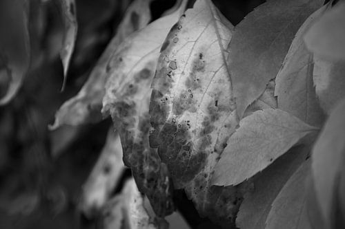 The colours of autumn in different splendours