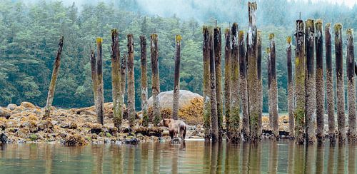 Grizzly bears - Glendale Cove