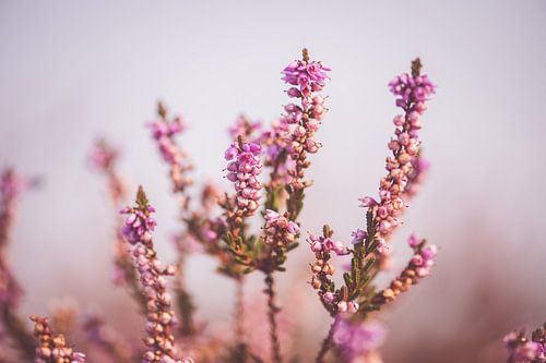 Nahaufnahme Heidekrautpflanze