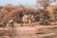 Elefant mit Jungtieren im Marakele-Nationalpark in Südafrika von Expeditie Aardbol Miniaturansicht