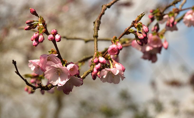 Fleurs par Rika Roozendaal