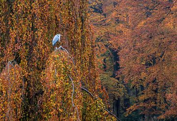 couleurs d'automne sur Carla van Zomeren