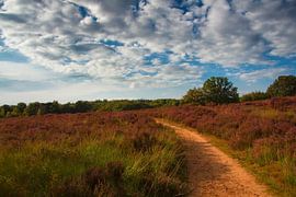 Bloeiende heide