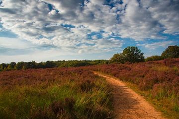 Bloeiende heide by Olaf Eckhardt