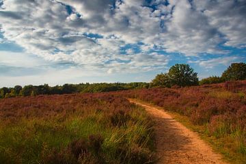 Bloeiende heide van Olaf Eckhardt