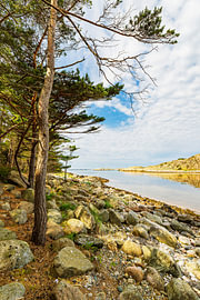 Rocks and trees on the coast of Rossö Island near Strömstad by Rico Ködder
