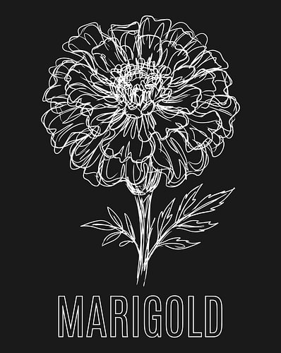minimalistische poster met lijntekening van een goudsbloem – zwarte editie