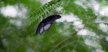 zwarte vlinder hangend in de bladeren van Bianca Fortuin