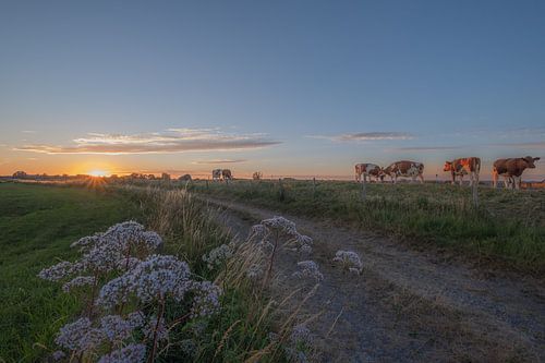 Koeien op de dijk