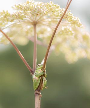 Tree frog on common hogweed by Ans Bastiaanssen