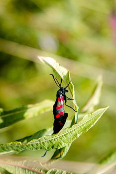 sint jacobs vlinder  in natuurgebied op Ameland