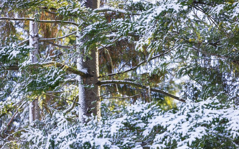 Dwingelderveld - Drenthe (Netherlands) by Marcel Kerdijk
