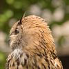 Uhu - eagle owl van Dagmar Marina