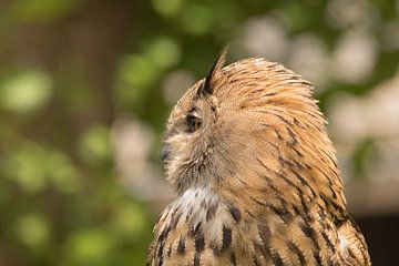 Uhu - eagle owl van Dagmar Marina