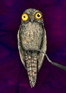 Common potoo by Bianca Wisseloo