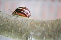 The silence of a snail .....