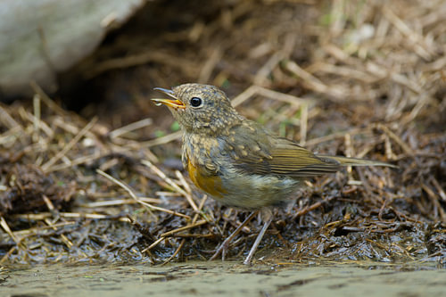A young robin is thirsty