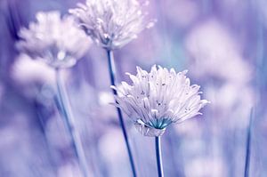 Schnittlauchblüte