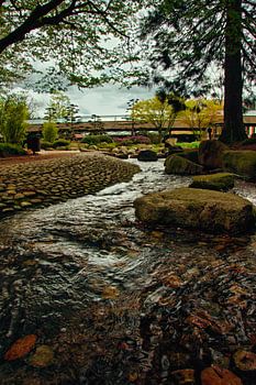 Reflections in the Japanese Garden