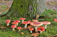 Vliegenzwammen rond eikenboom