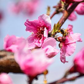 Abeille en équilibre sur une fleur de pêcher sur Ingrid de Vos - Boom