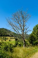 Toter Baum im Schwarzwald