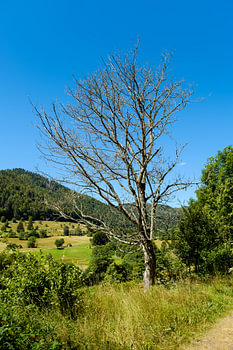 Toter Baum im Schwarzwald
