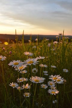A field of flowers on a summer morning by Claude Laprise
