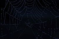 Close-up of a spider web with raindrops