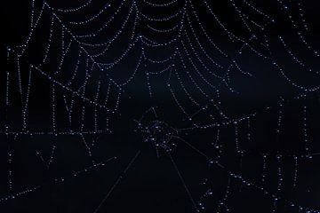 Close-up van een spinnenweb met regendruppels van Wolfgang Unger