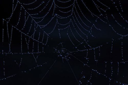 Close-up van een spinnenweb met regendruppels