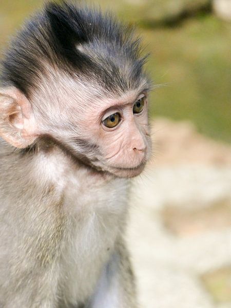 Baby aapje in Bali by Petra Brouwer
