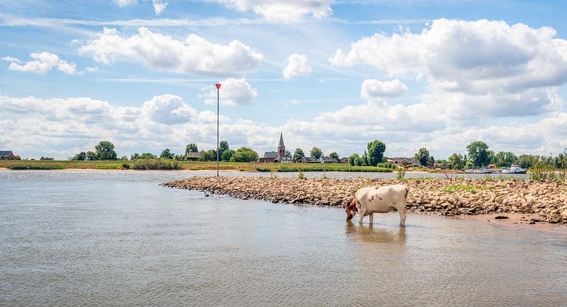 Durstige Kuh trinken Wasser aus dem Fluss von Ruud Morijn