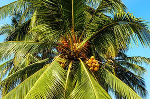 Kokosnoot en palmbladeren van een palmboom in Sri Lanka van Dieter Walther