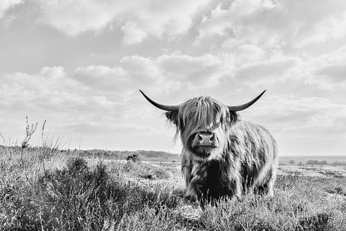 Scottish Highlander, Highland Cow, in black and white on the Heath