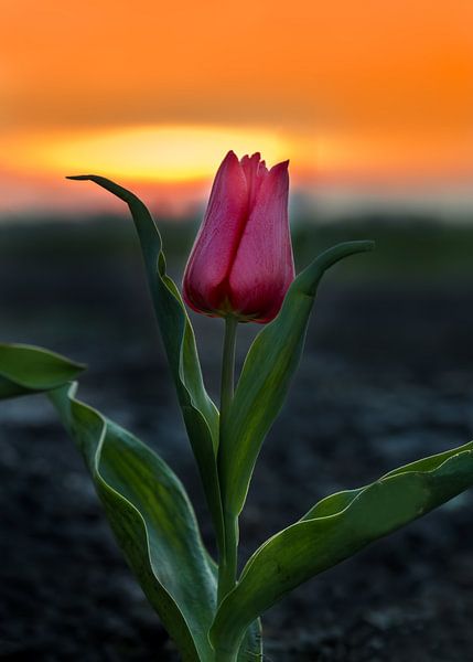 Happy tulip von Costas Ganasos