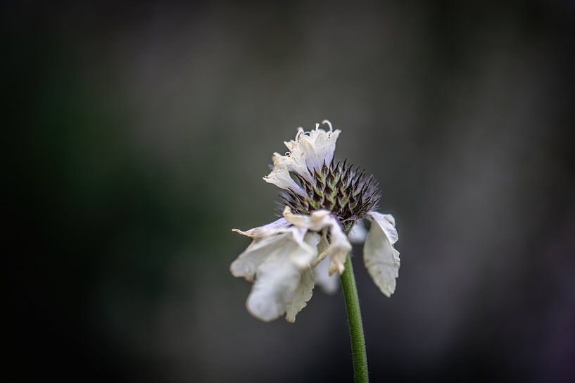 bloemen part 326 van Tania Perneel