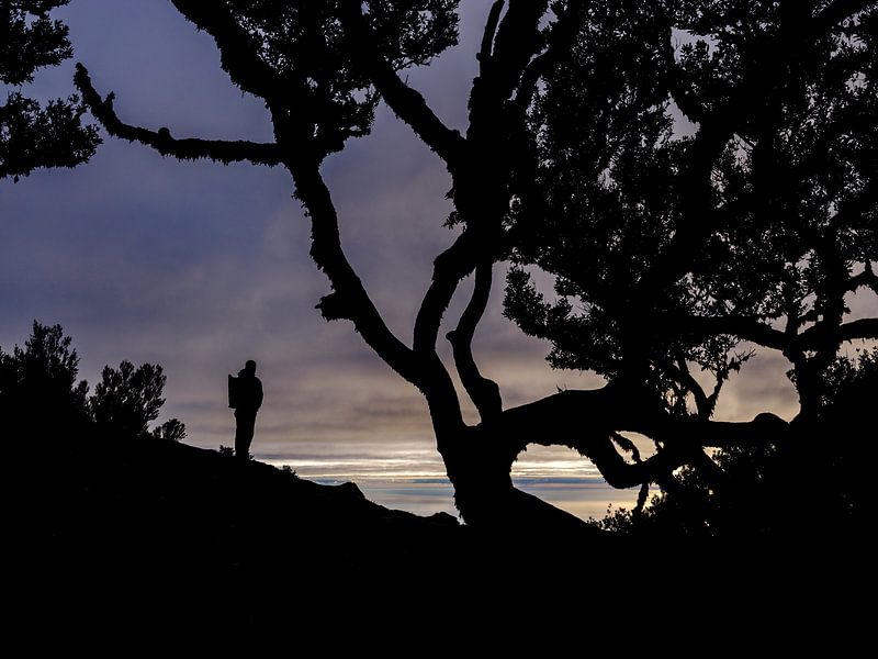 Florestal do Fanal par Eddy Westdijk