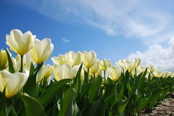 Blumenzwiebelfeld mit weißen Tulpen