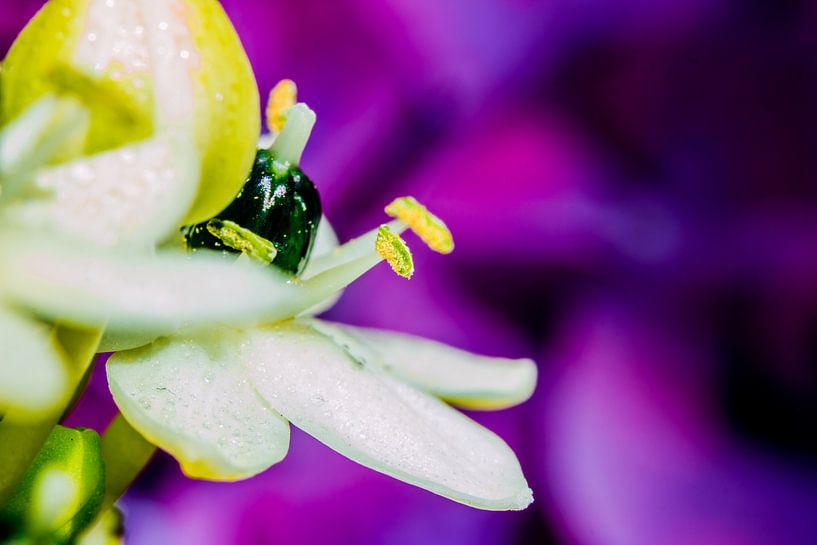 close up paars met witte bloemen by de buurtfotograaf Leontien