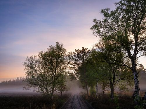 Ermelose heide in de ochtend