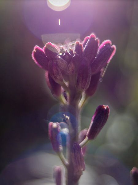 Wallflower In Backlight by Mr White Takes Pictures